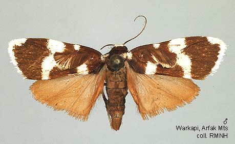 Garunda Insect Papua Insects Foundation (Lepidoptera/Erebidae(Arctiinae)/Garudinodes ...